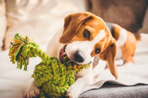 Cachorro beagle branco e marrom brincando de morder uma bola verde