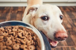 cachorro branco olhando para um pote de ração 