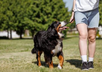 bernese caminhando ao lado de mulher segurando um graveto