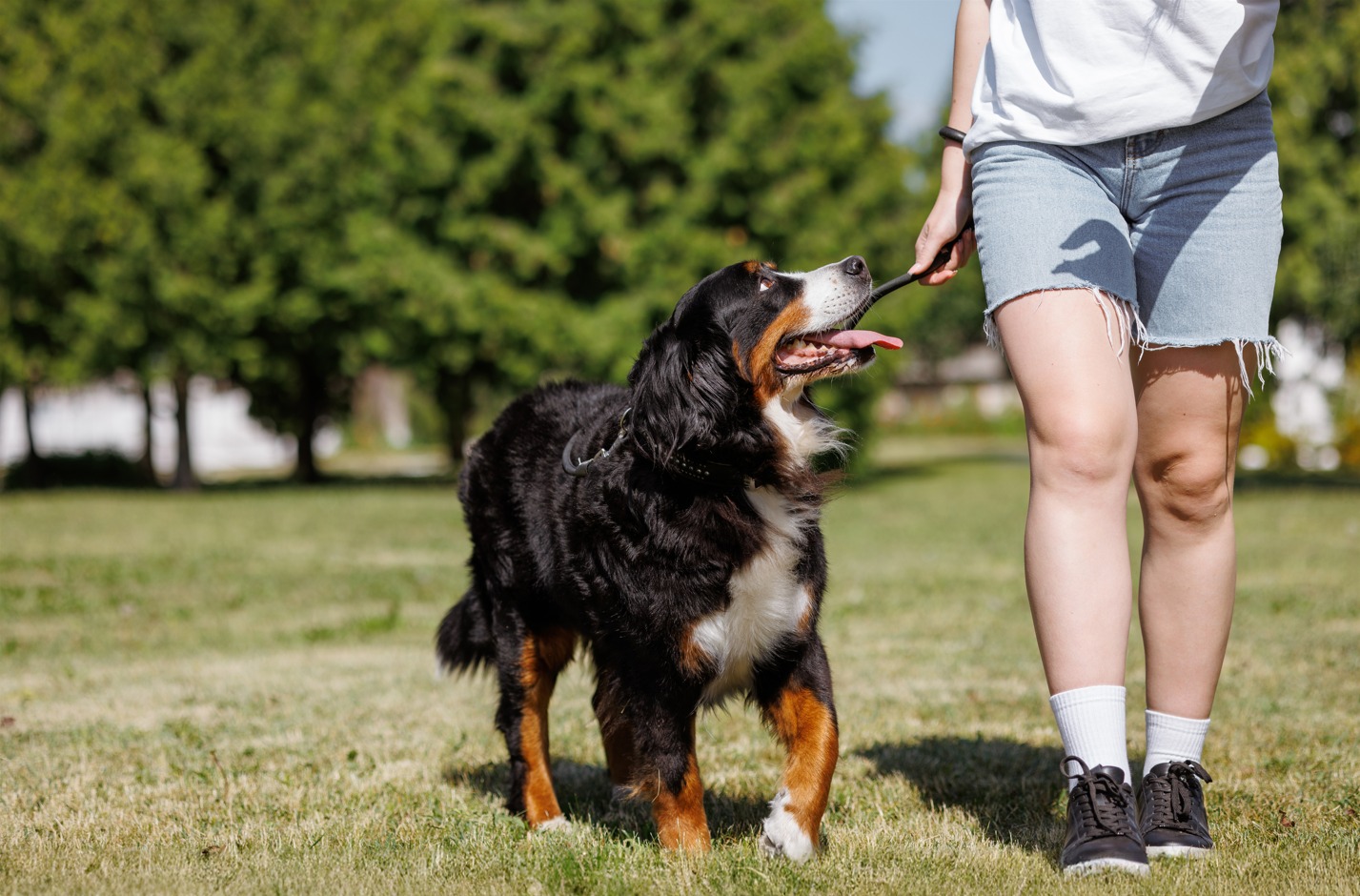 bernese caminhando ao lado de mulher segurando um graveto